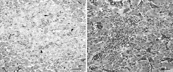 Avian Hepatitis E Virus Infection in Organic Layers - Image 7