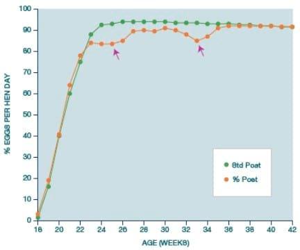 Avian Mycoplasma Control - Central for antibiotic independent production - Image 15