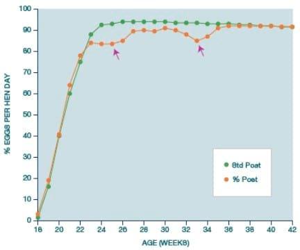 Avian Mycoplasma Control - Central for antibiotic independent production - Image 15