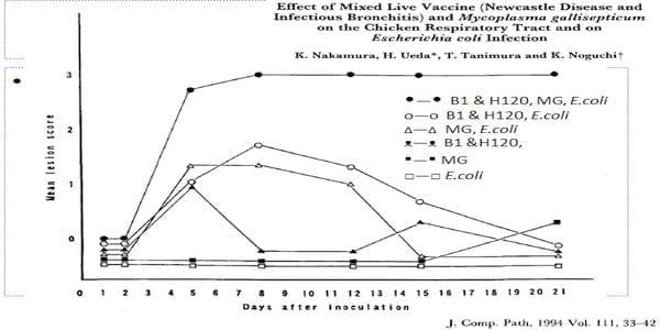 Avian Mycoplasma Control - Central for antibiotic independent production - Image 2