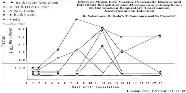 Avian Mycoplasma Control - Central for antibiotic independent production - Image 1