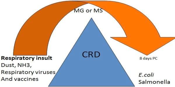 Avian Mycoplasma Control - Central for antibiotic independent production - Image 6