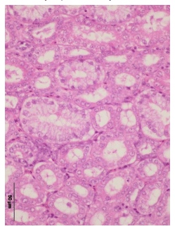 Efficacy of Minazel Plus® in reducing detrimental effect of Ochratoxin A in laying hens - Image 8