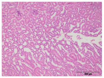 Efficacy of Minazel Plus® in reducing detrimental effect of Ochratoxin A in laying hens - Image 9