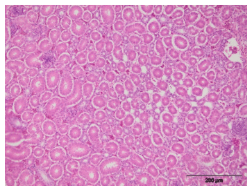 Efficacy of Minazel Plus® in reducing detrimental effect of Ochratoxin A in laying hens - Image 11