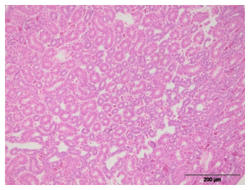 Efficacy of Minazel Plus® in reducing detrimental effect of Ochratoxin A in laying hens - Image 10