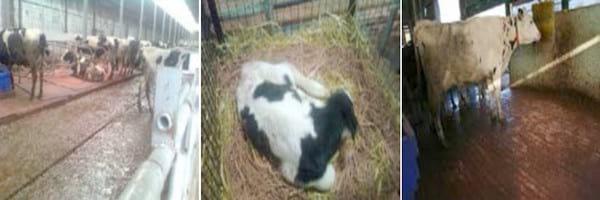 Effect of Stalosan F powder application on the improvement of animal welfare in cattle stables - Image 1