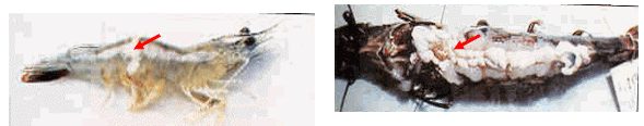 Severity of White Feces Syndrome, White Gut Disease and White Muscle Disease in Vannamei Shrimps And Control Measures - Image 7