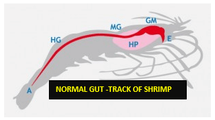 a) Floating, white fecal strings. (b) White fecal strings on a feeding