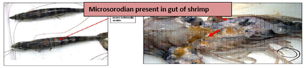 Severity of White Feces Syndrome, White Gut Disease and White Muscle Disease in Vannamei Shrimps And Control Measures - Image 8