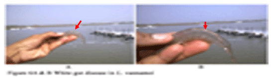 Severity of White Feces Syndrome, White Gut Disease and White Muscle Disease in Vannamei Shrimps And Control Measures - Image 6