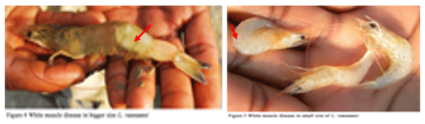 Severity of White Feces Syndrome, White Gut Disease and White Muscle Disease in Vannamei Shrimps And Control Measures - Image 4