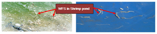Severity of White Feces Syndrome, White Gut Disease and White Muscle Disease in Vannamei Shrimps And Control Measures - Image 2