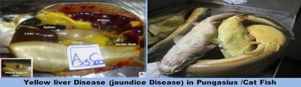 Major Non Infectious Diseases in Catfishes and their preventive measures - Image 6
