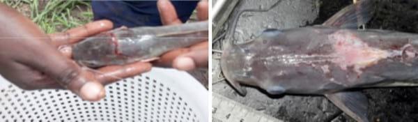 Major Non Infectious Diseases in Catfishes and their preventive measures - Image 1