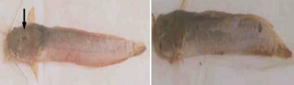 Major Non Infectious Diseases in Catfishes and their preventive measures - Image 2