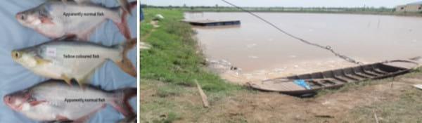 Major Non Infectious Diseases in Catfishes and their preventive measures - Image 7