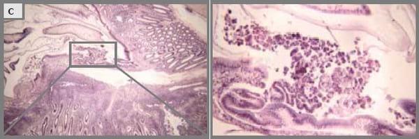 Probiotics reduce mortality and pathology in a standardised AHPND challenge model - Image 6