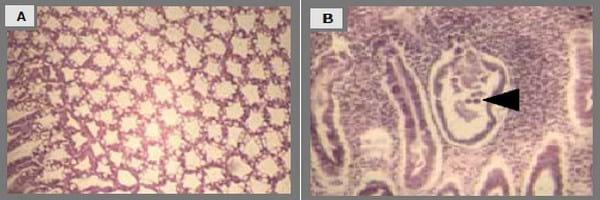 Probiotics reduce mortality and pathology in a standardised AHPND challenge model - Image 5