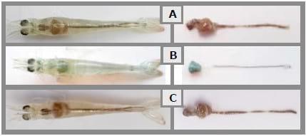Probiotics reduce mortality and pathology in a standardised AHPND challenge model - Image 3