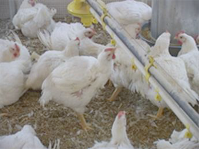 Poultry Drinking Water Sanitation: Importance and Options - Image 3