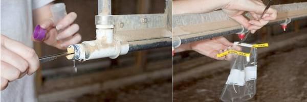 Poultry Drinking Water Sanitation: Importance and Options - Image 1