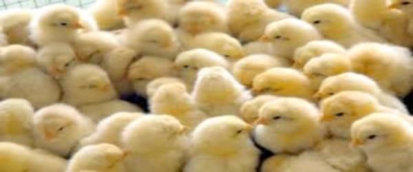 Major Vertically And Horizontally Transmitted Diseases In Poultry - Image 1