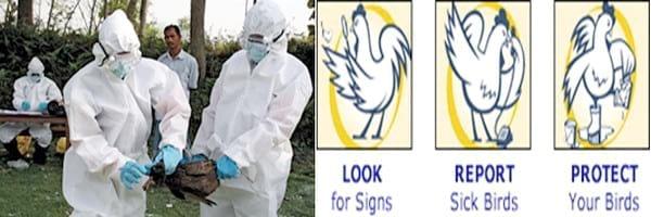 Major Vertically And Horizontally Transmitted Diseases In Poultry - Image 4
