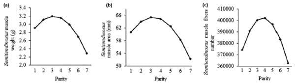 Differences in muscle characteristics of piglets related to the sow parity - Image 3