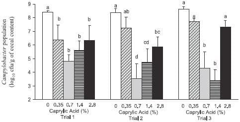 Therapeutic Supplementation of Caprylic Acid in Feed Reduces Campylobacter jejuni Colonization in Broiler Chicks - Image 1