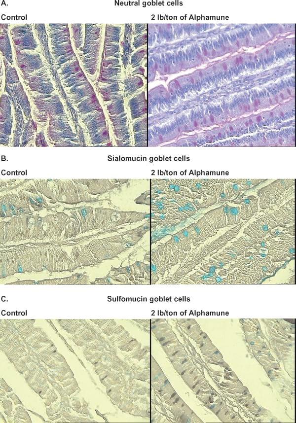 Gastrointestinal Maturation is Accelerated in Turkey Poults Supplemented with a Mannan-Oligosaccharide Yeast Extract (Alphamune) - Image 5