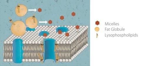 Nutrient Absorption - Reframing the possible - Image 3