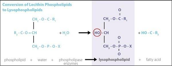 Nutrient Absorption - Reframing the possible - Image 2