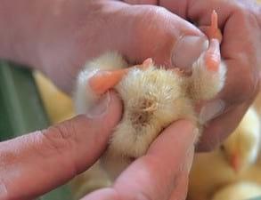 Poultry Industry forum -Those First 7 Days - Image 2