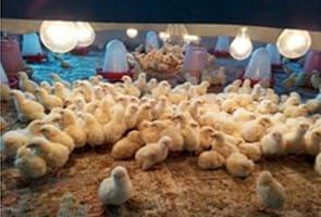 Poultry Industry forum -Those First 7 Days - Image 4