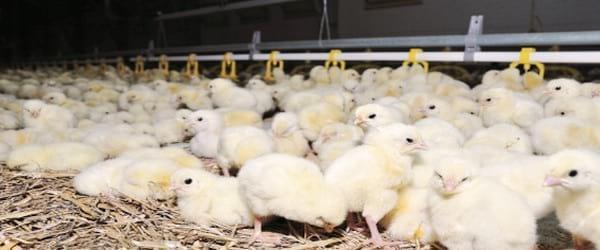 Antibiotic-free chicken: Finding digestive balance - Image 1