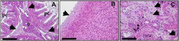Nutraceutics for the control of bacterial coldwater disease - Image 3