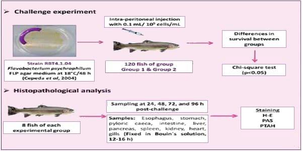 Nutraceutics for the control of bacterial coldwater disease - Image 1