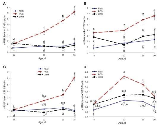 Identification of Biomarkers for Footpad Dermatitis Development and Wound Healing - Image 8