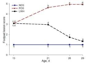 Identification of Biomarkers for Footpad Dermatitis Development and Wound Healing - Image 4