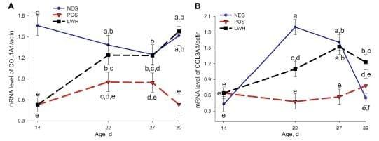 Identification of Biomarkers for Footpad Dermatitis Development and Wound Healing - Image 6