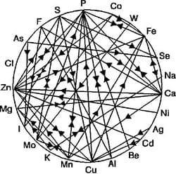 Optimize sow performance through efficient mineral supplementation - Image 1