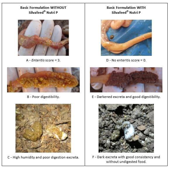 Use of Plant Extracts Rich in Tannic Acid and Polyphenols as Enhancing Agents of Poultry Intestinal Quality - Image 5
