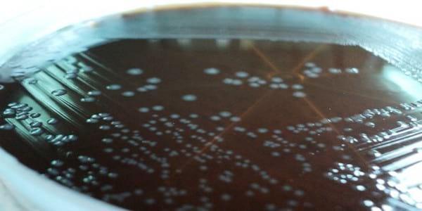 Infectious Coryza - Image 7