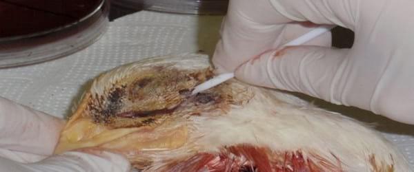 Infectious Coryza - Image 5