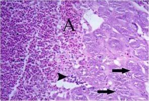 Impact of interaction between aflatoxicosis and cecal coccidiosis on broiler chickens - Image 11