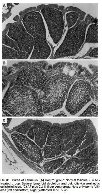 Ameliorative effects of dietary clinoptilolite on pathological changes in broiler chickens during aflatoxicosis - Image 7