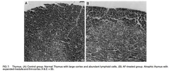 Ameliorative effects of dietary clinoptilolite on pathological changes in broiler chickens during aflatoxicosis - Image 6