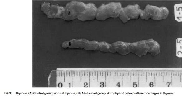 Ameliorative effects of dietary clinoptilolite on pathological changes in broiler chickens during aflatoxicosis - Image 3