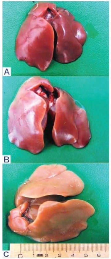 Evaluation of the detoxifying effect of yeast glucomannan on aflatoxicosis in broilers as assessed by gross examination and histopathology - Image 2